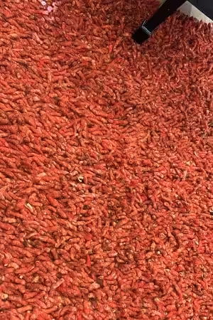 area rug cleaning in Santa Ana